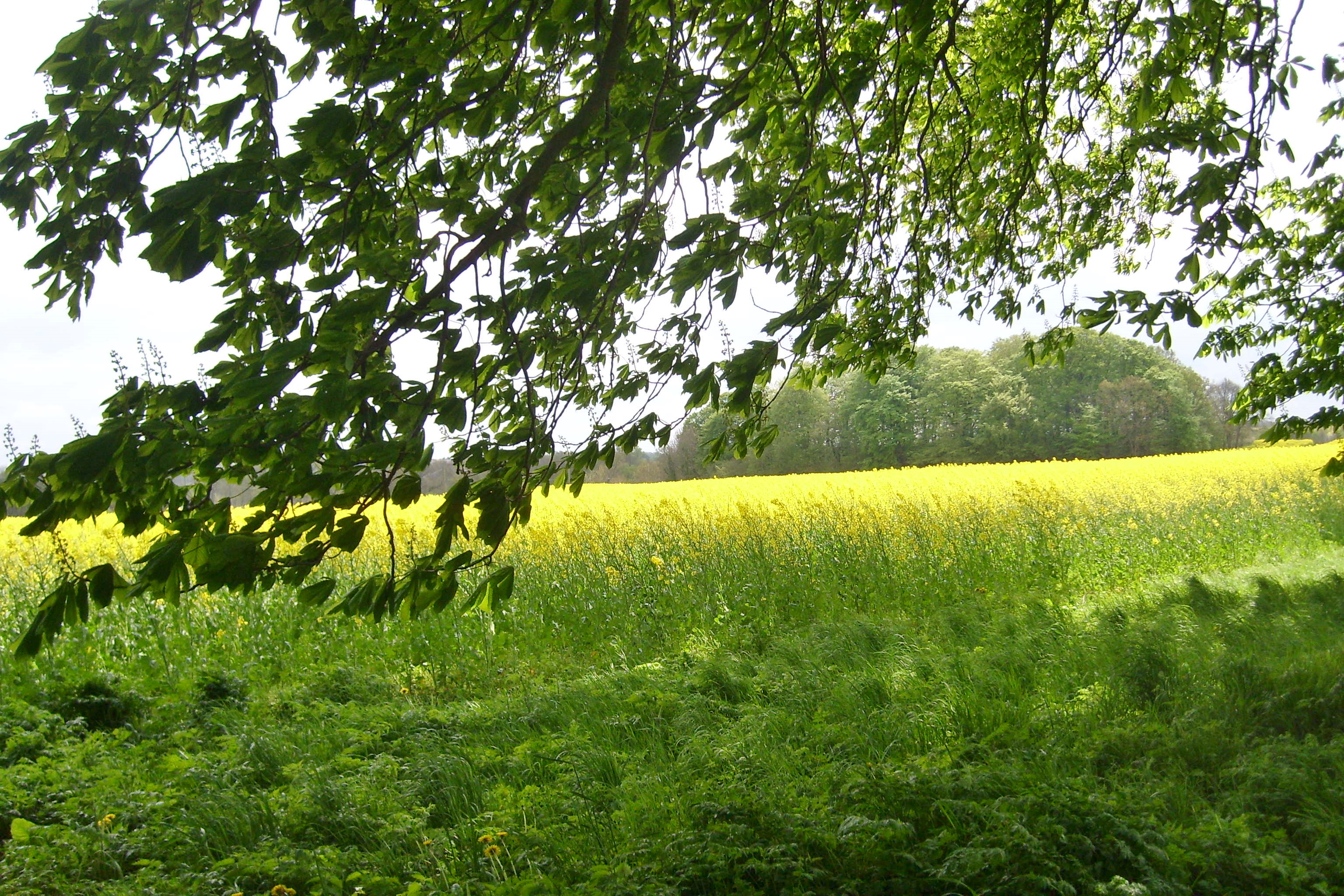 rugen